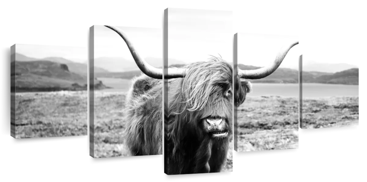 Highland Bull Wall Art