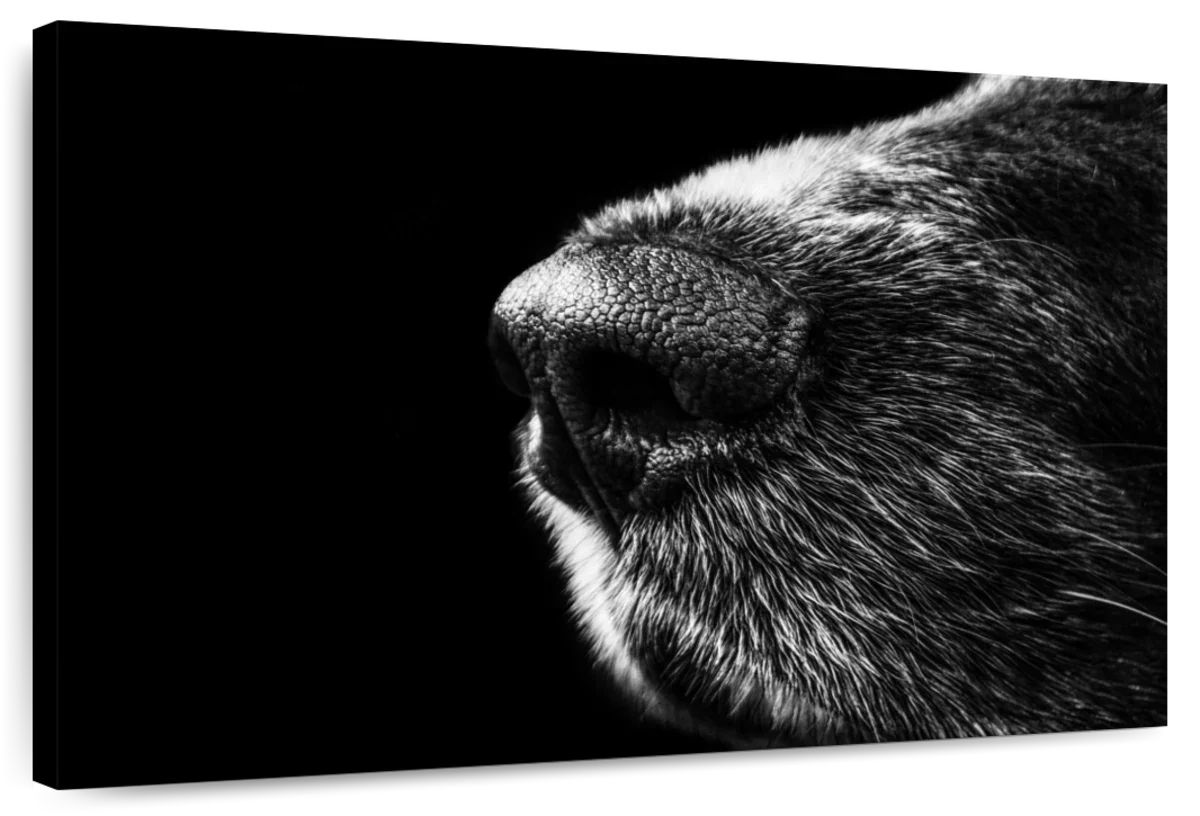 Dog's Nose Wall Art