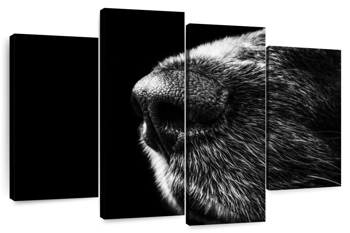 Dog's Nose Wall Art