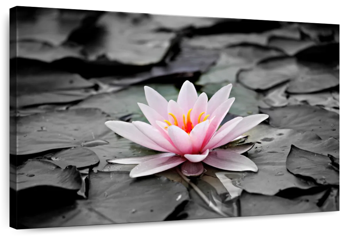 Lotus Flower Wall Art