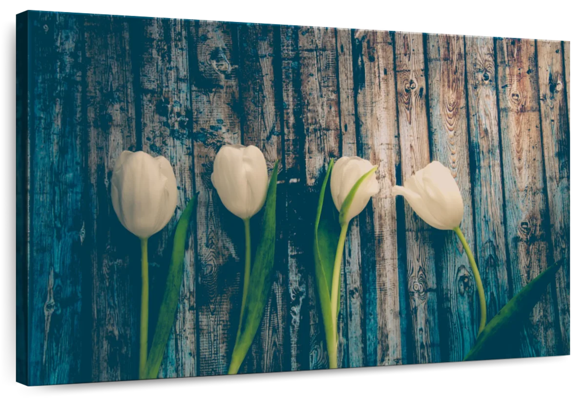 Pristine White Tulips Wall Art