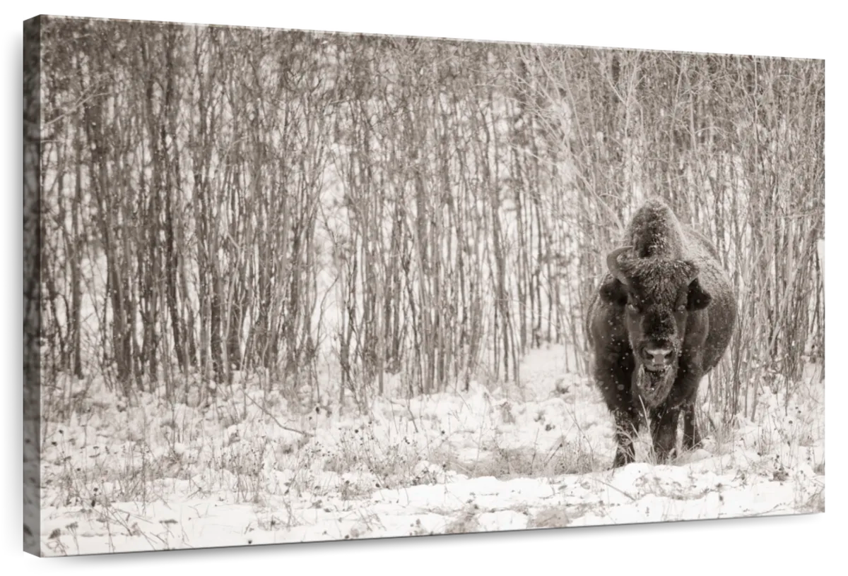 Bison In Winter Forest Wall Art