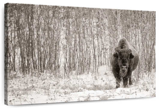 Bison In Winter Forest Wall Art