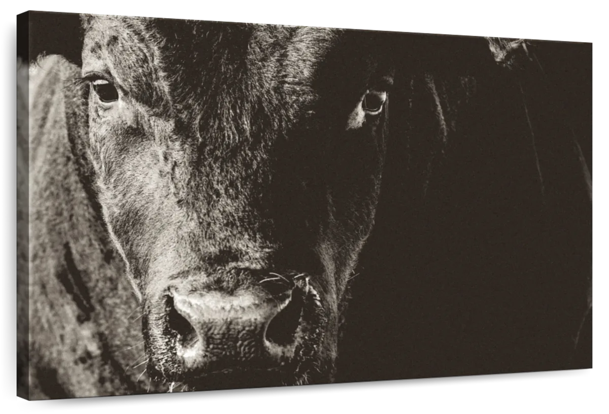 Black Angus Bull Wall Art