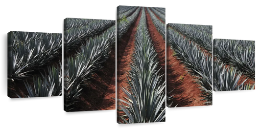 Agave Field Wall Art