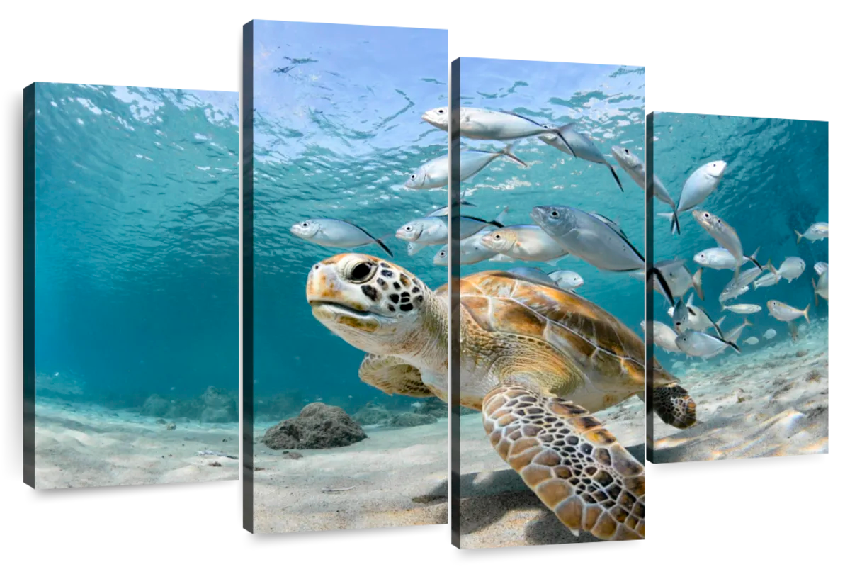 Curacao Fish And Turtle Wall Art