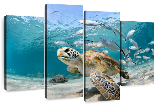 Curacao Fish And Turtle Wall Art