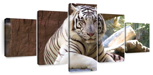 Resting White Tiger Wall Art