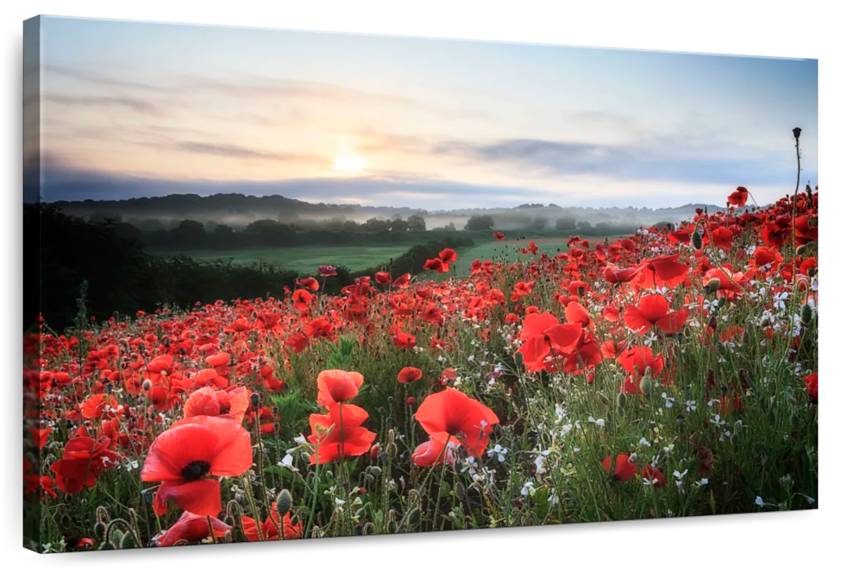 Field Of Red Poppies Wall Art