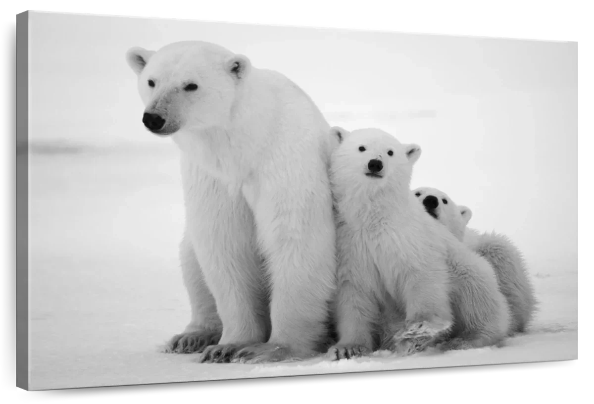 Polar Bear Family Wall Art