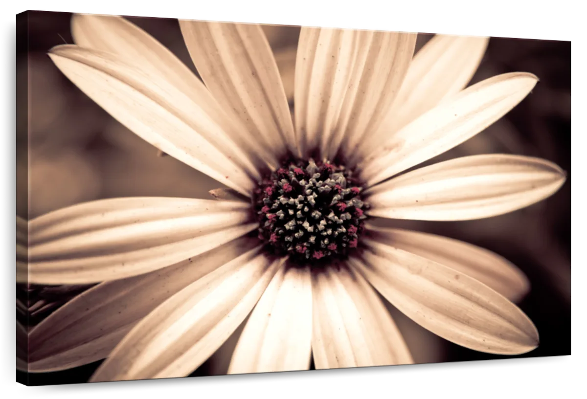 Detailed Sepia Flower Wall Art