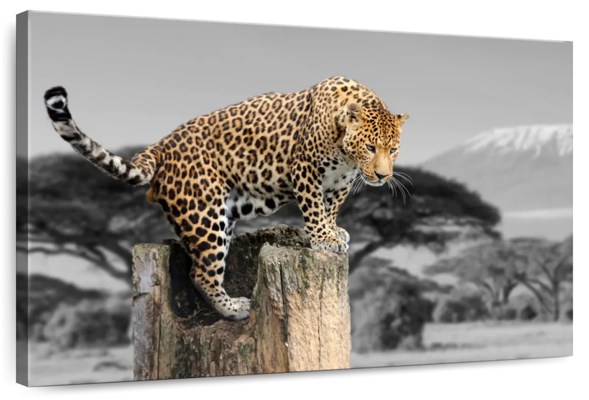 Pop African Leopard Wall Art