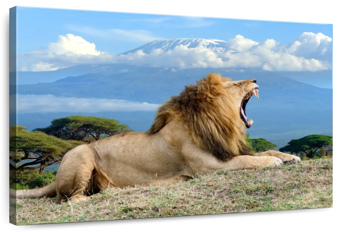 Roaring Safari Lion Wall Art