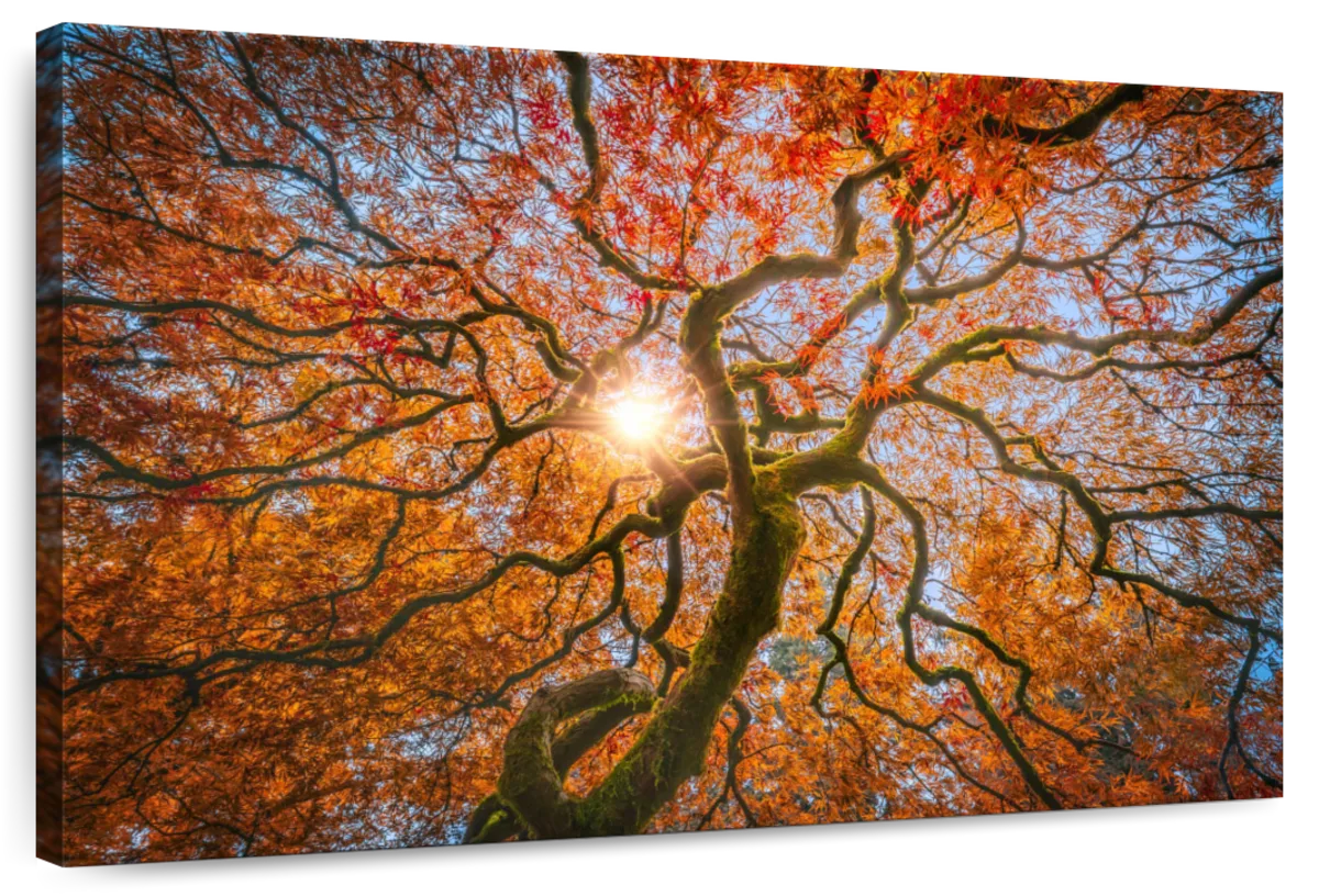 Japanese Maple Tree Wall Art