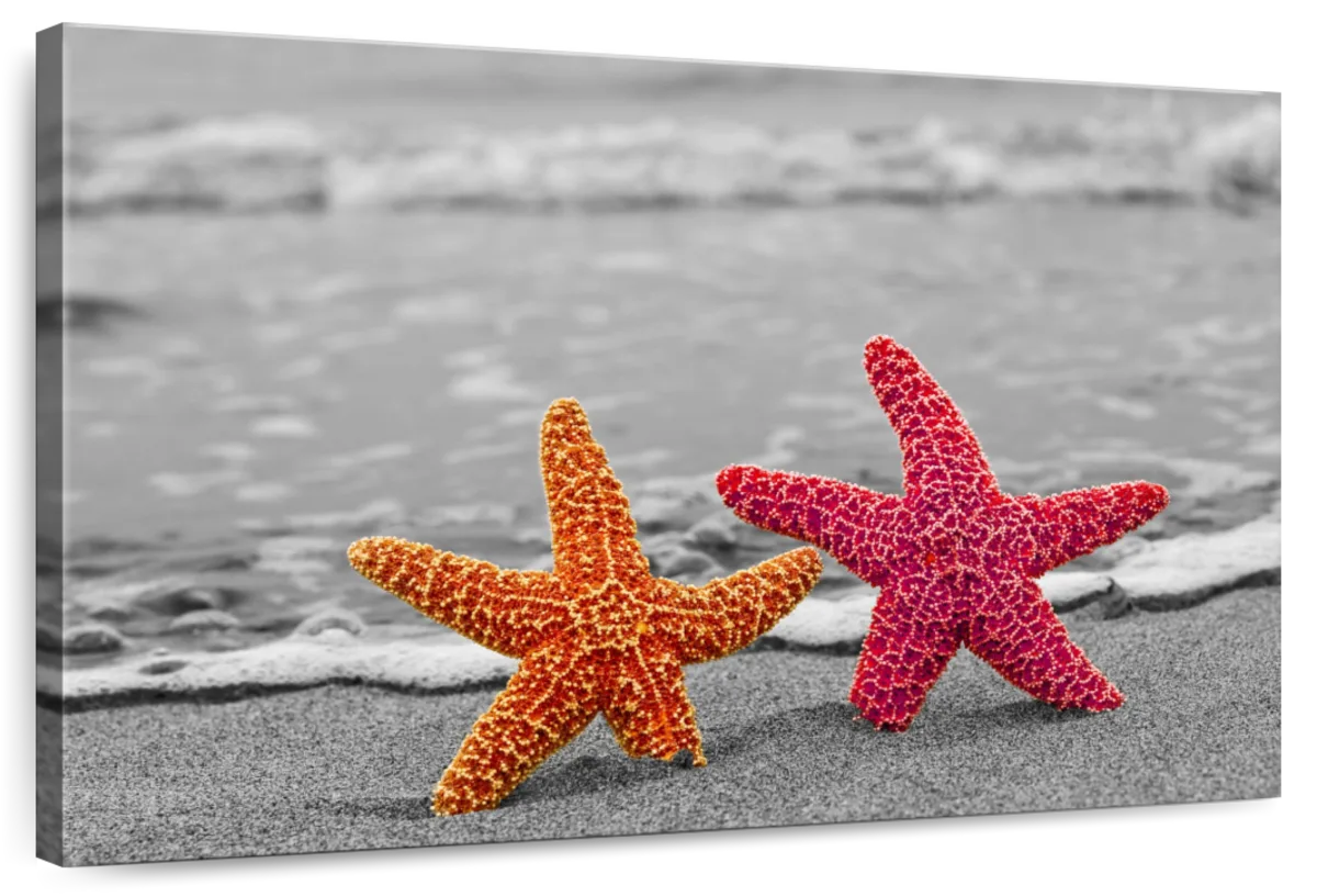 Nautical Starfish Duo Wall Art