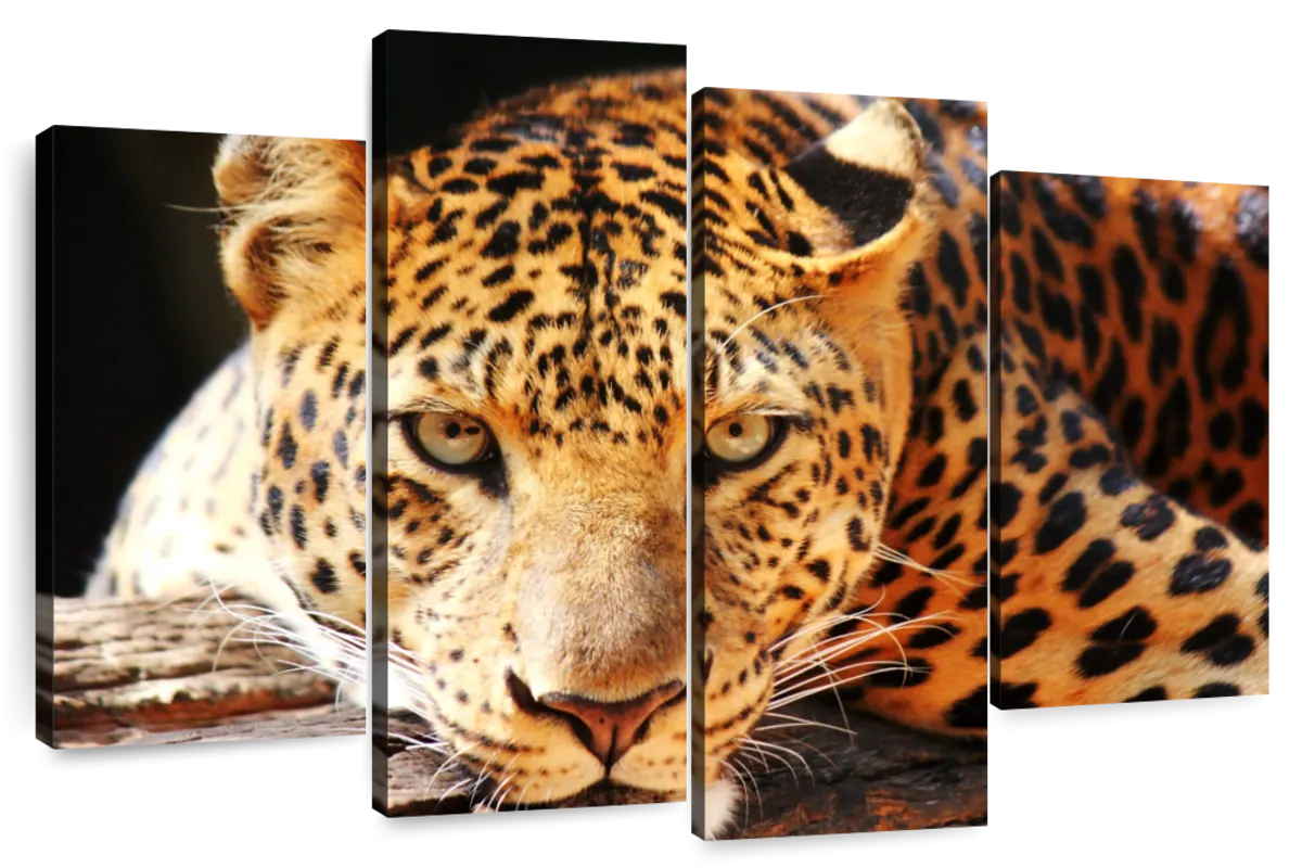 Leopard Gaze Wall Art