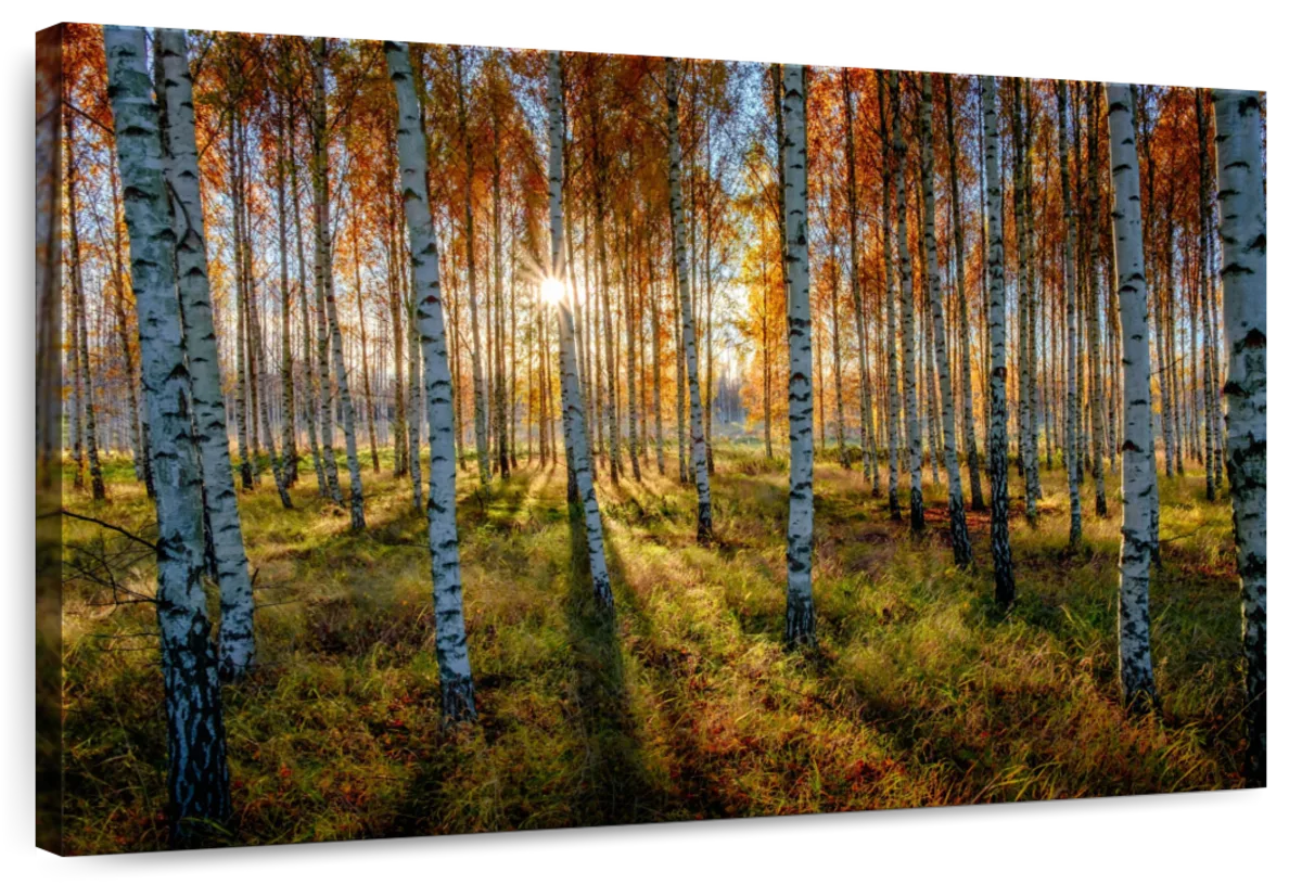 Swedish Birch Forest Wall Art