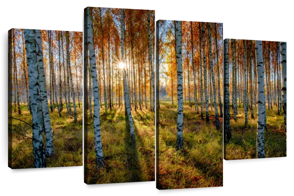 Swedish Birch Forest Wall Art