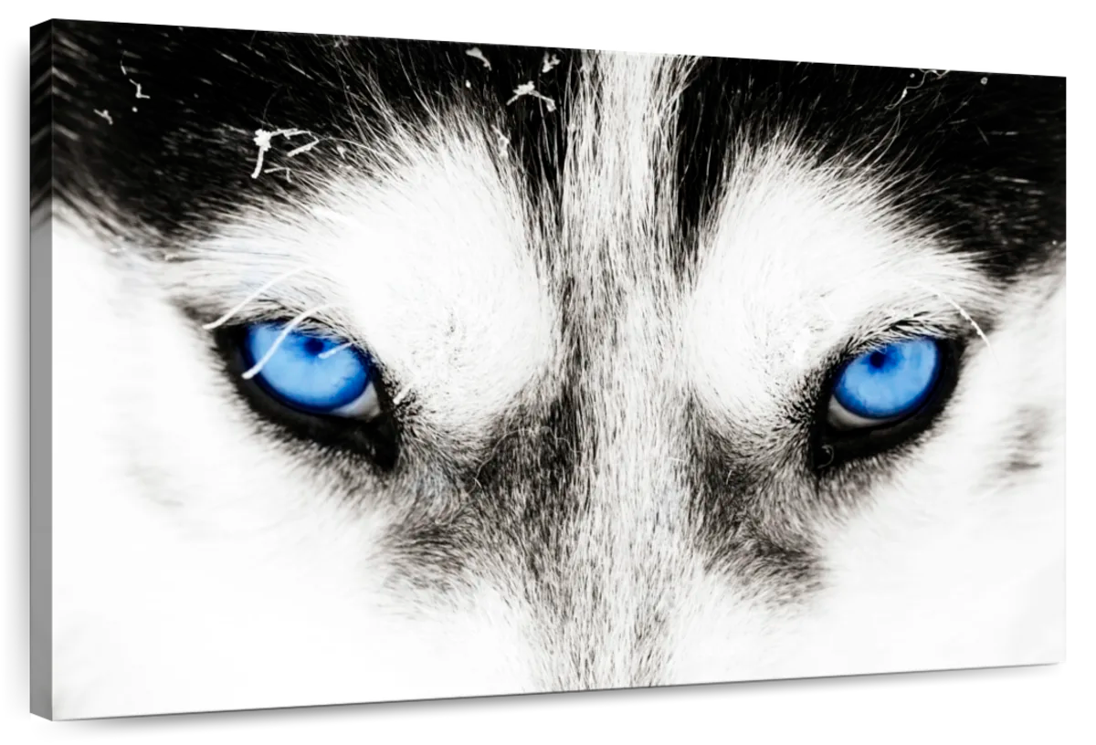 Husky's Eyes Wall Art