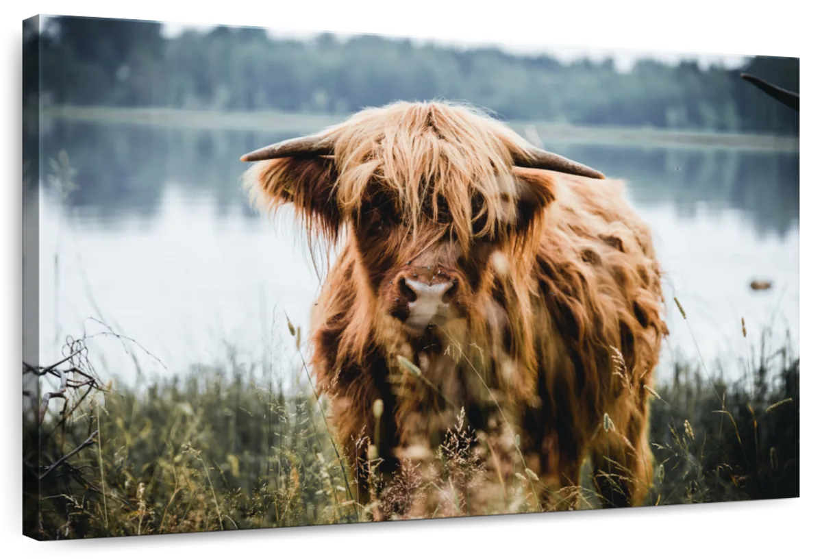 Lakeside Highland Cow Wall Art