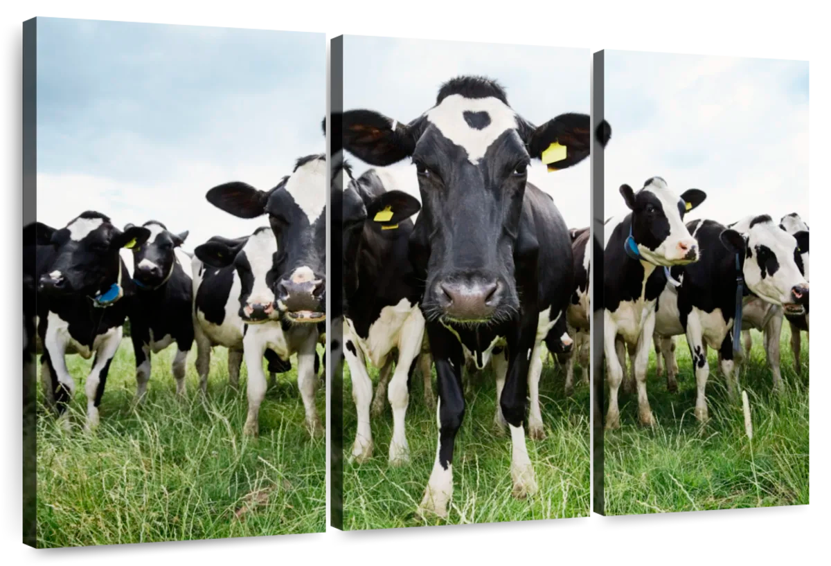 Holstein Cows Wall Art