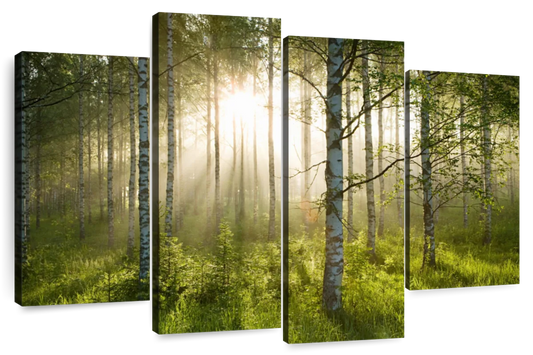 Birch Forest Sunlight Wall Art